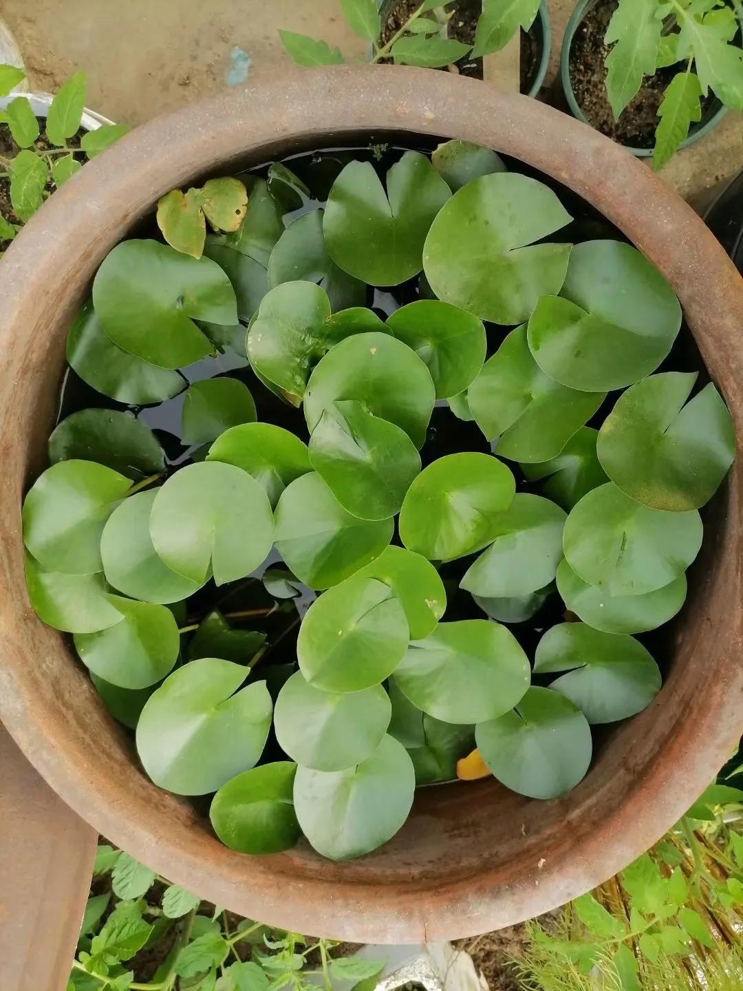 睡莲在哪里买比较好,网上买的睡莲质量如何