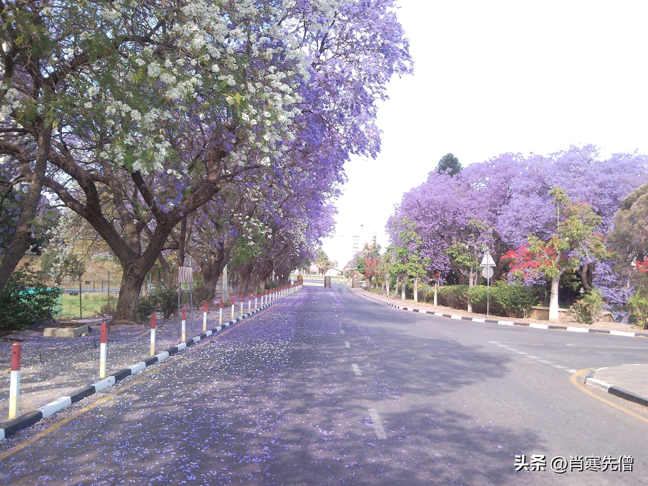 我，在非洲打拼16年，非洲老婆叫小花，买2000亩的庄园过躺平生活