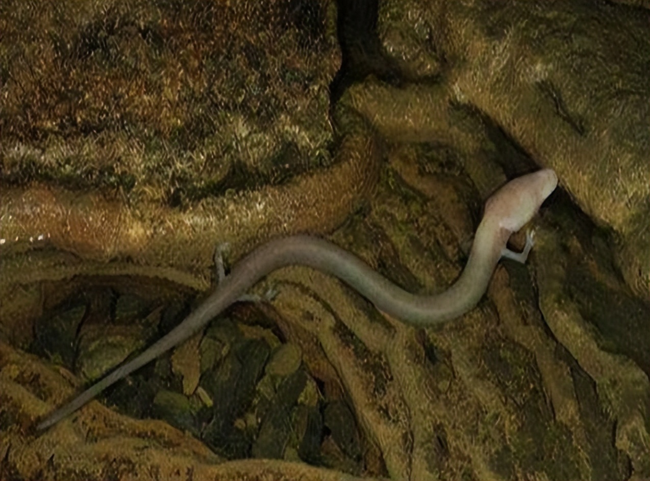 蛟龙真的存在吗,真的有蛟龙这种生物吗