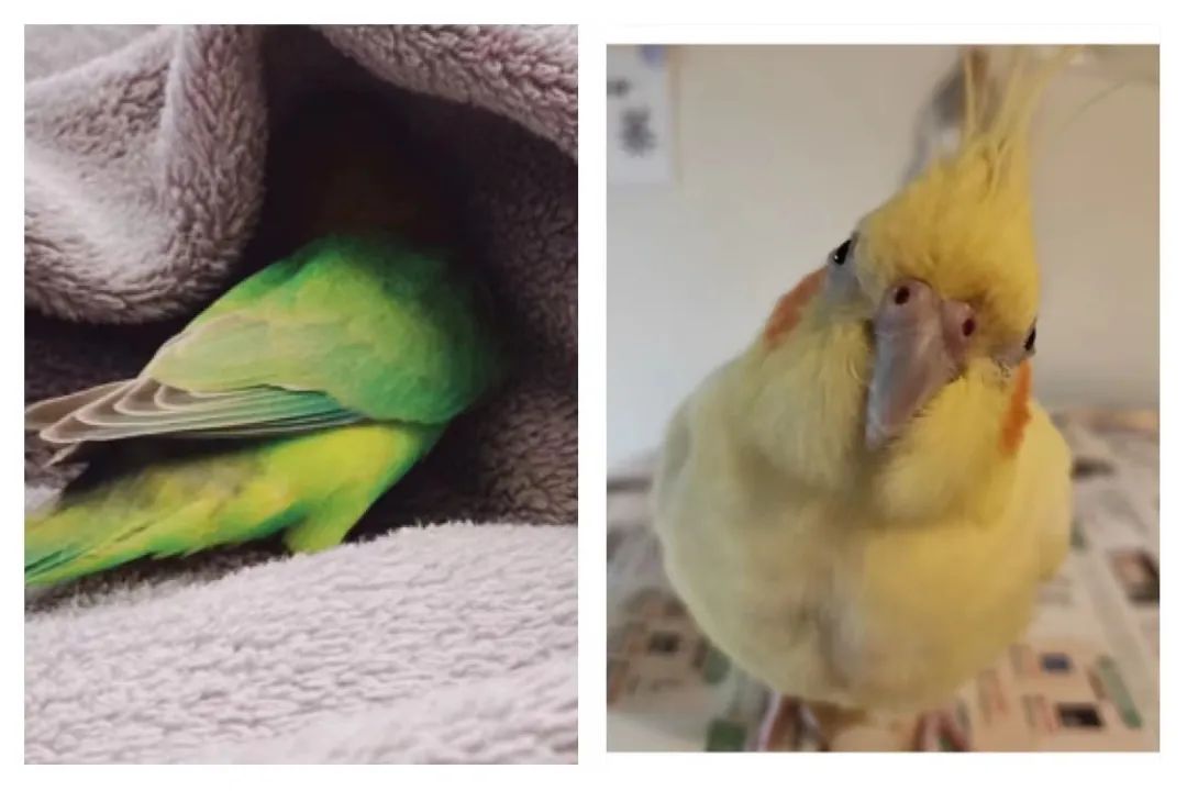 适合孩子室内养的小宠物,室内适合养的中小型宠物