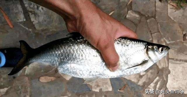 四大家鱼最深能生活在多少米,淡水鱼最大多大