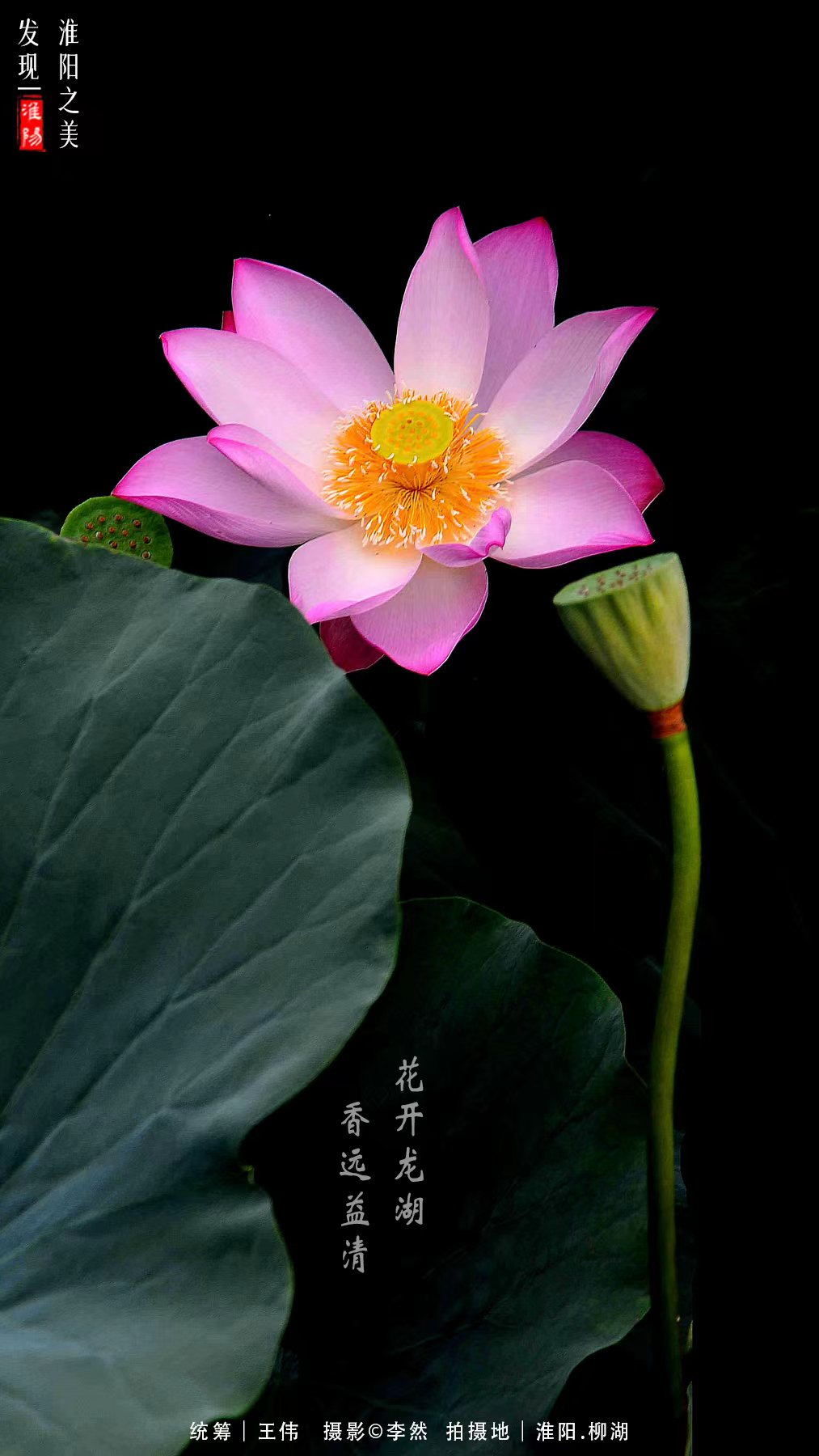 河南周口淮阳荷花节开幕会在哪里,周口淮阳荷花节开始了吗