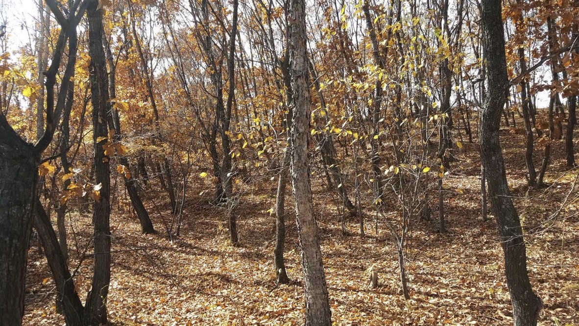 鍒戝尃瀹炴垬鐘姜妗堜緥,鍒戝尃妗堜欢