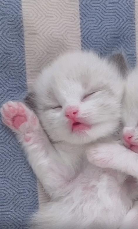 网友养了70只布偶猫,有人家里养了110只布偶猫