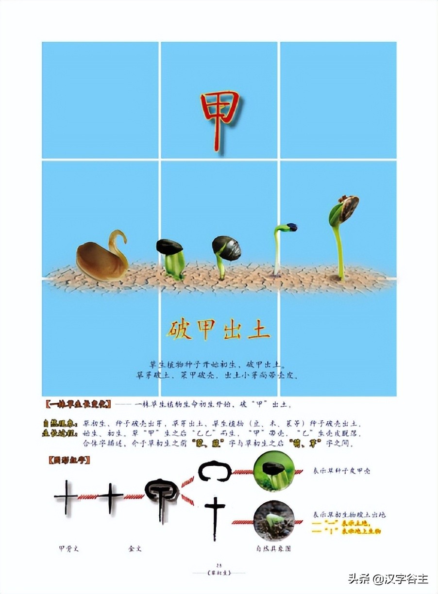 姹夊瓧妞嶇墿,鑽夋湪姹夊瓧