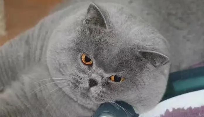 怎样选一支好的英短猫,英短蓝猫母猫怎么才能长胖发腮