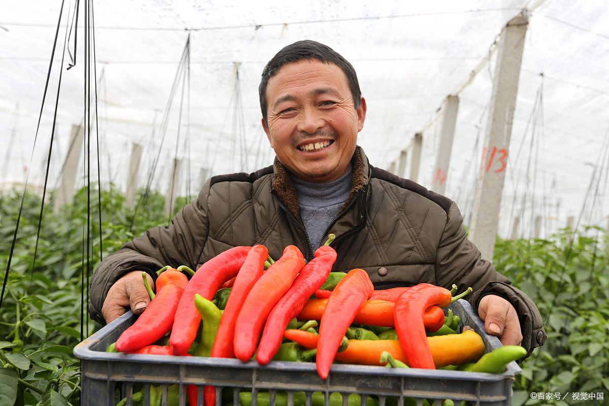 农民专业合作社带动农户发展方式,农村合作社振兴乡村的中坚力量