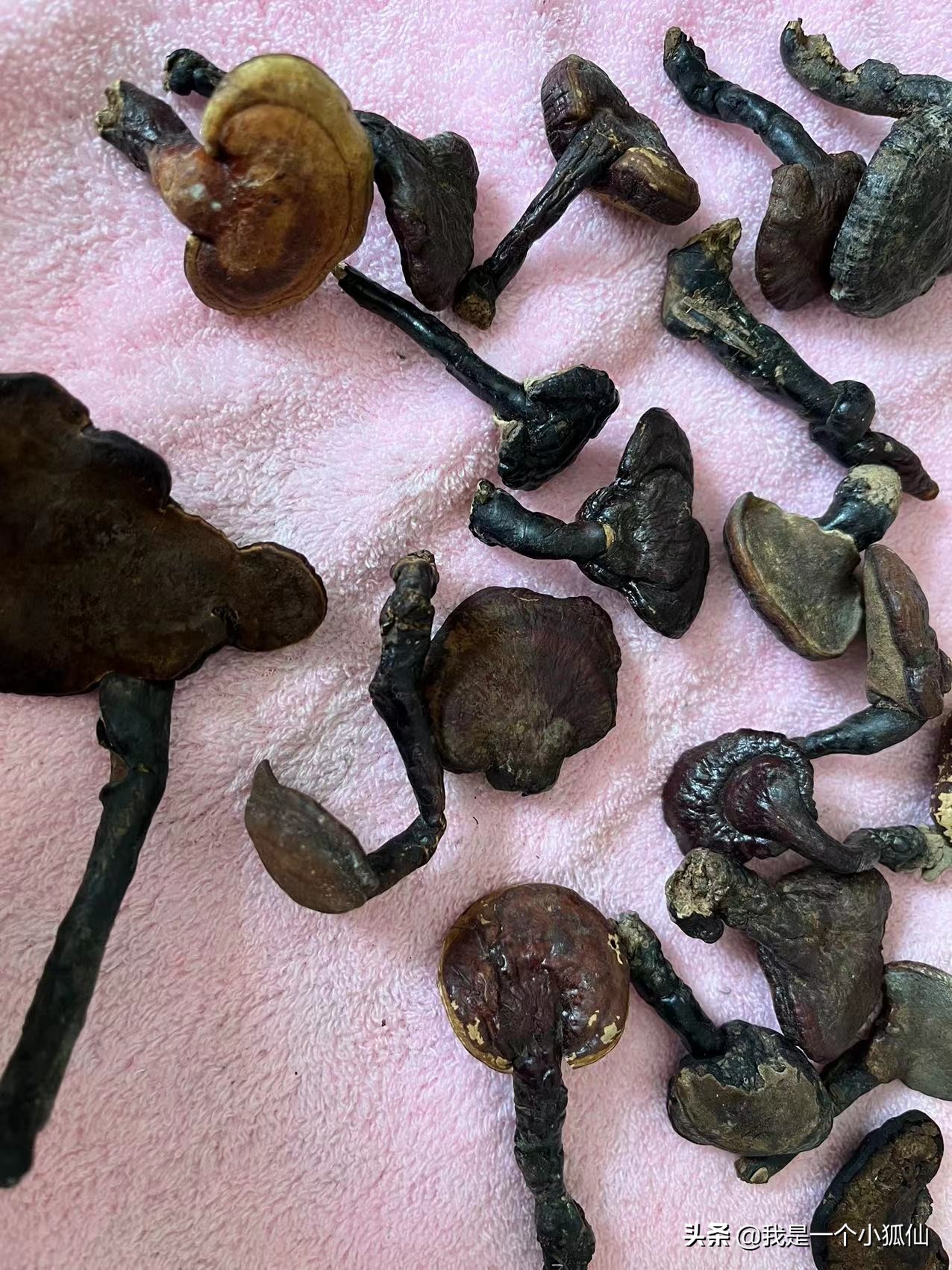 我在朝鲜买灵芝《那年，公司将我从非洲安哥拉调到了朝鲜之76》