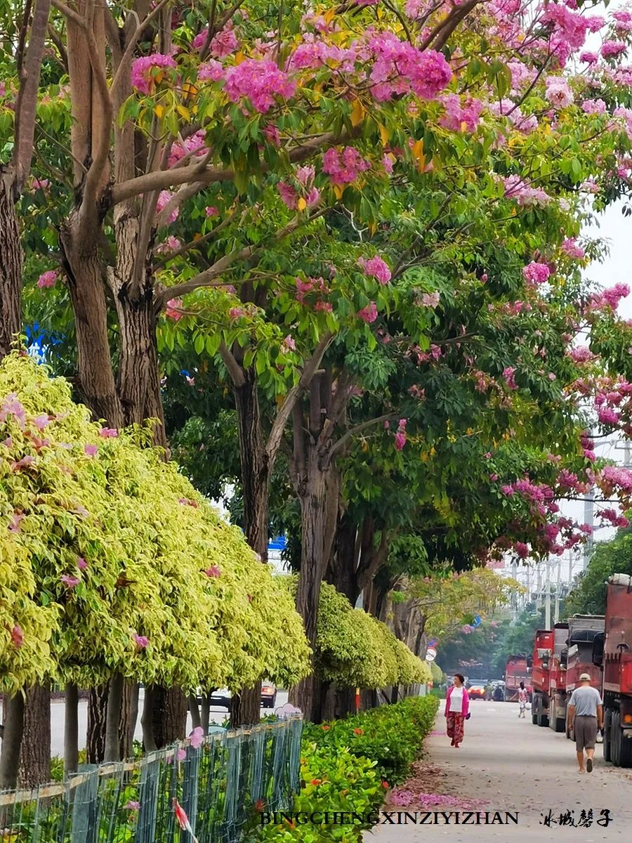旅居海南：九所新区的浪漫情