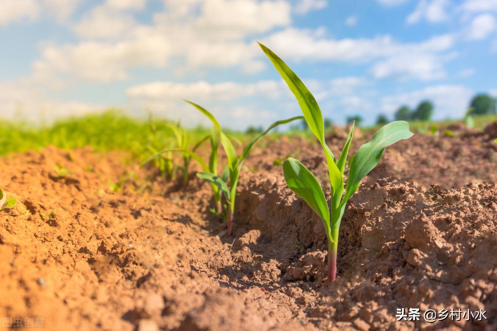 玉米地老虎的最佳防治方法,玉米小地老虎防治方法