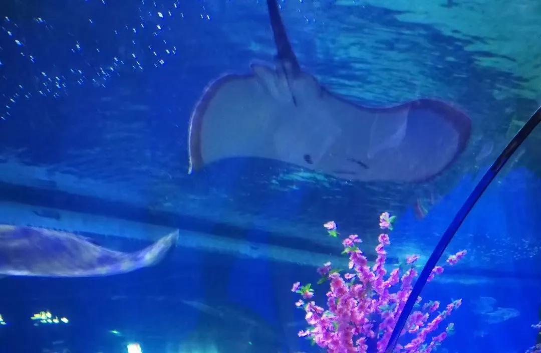 重庆9号线即将通车时刻表,重庆9号线今天运行状况