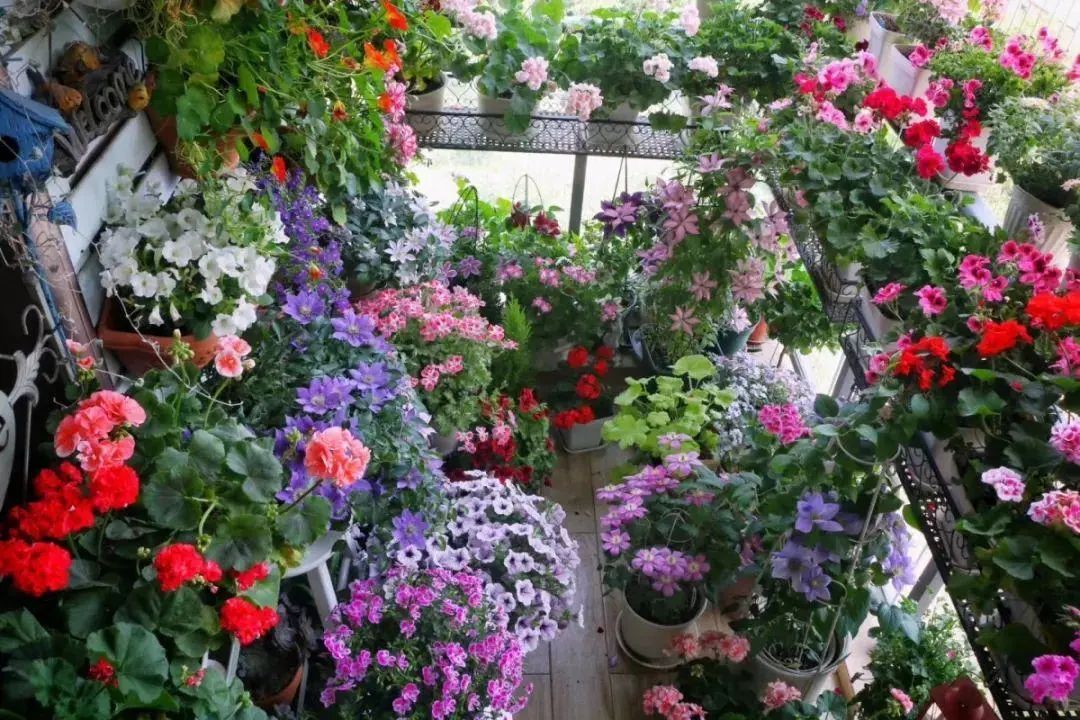 网上买花怎么样的才算不踩坑,在实体店买花好还是在网上买花好