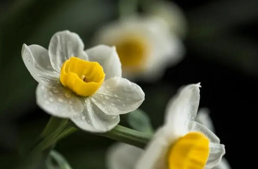 越漂亮的花越有毒快来认识这18种,什么花特别好看却有毒