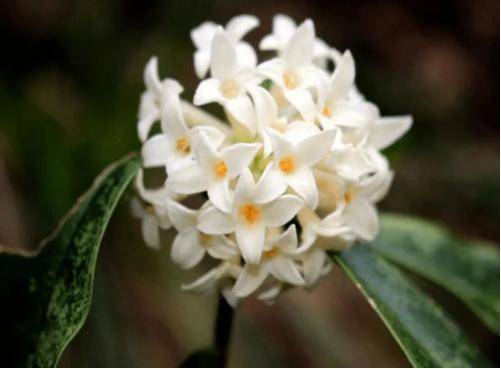 百花种类大全,百花的种类有哪些