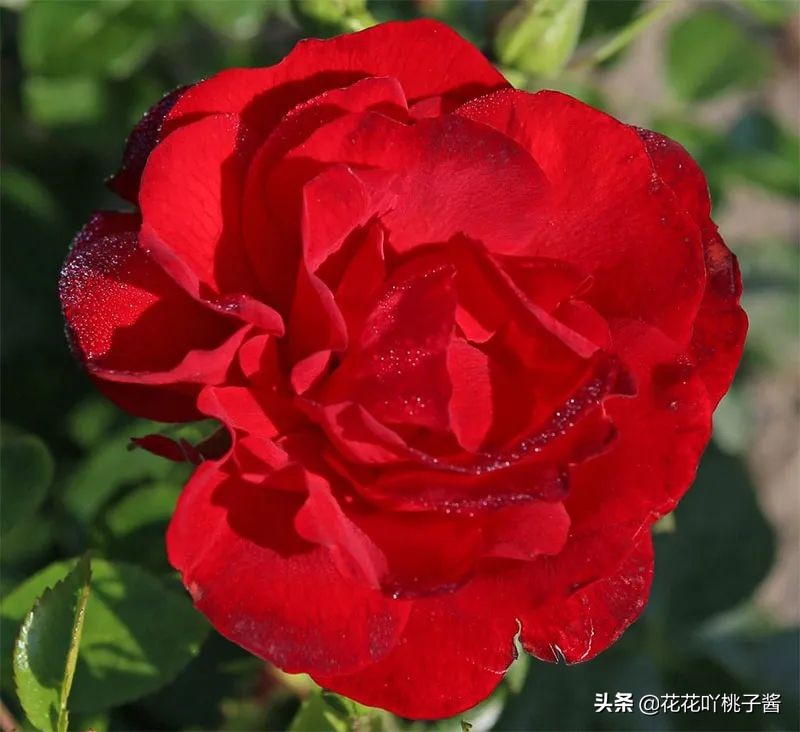 2019月季新品种金奖,超新品月季有哪些品种