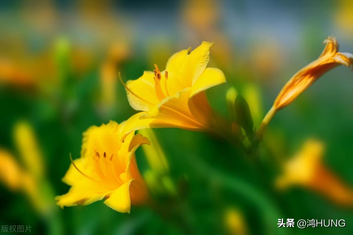 母亲节忘忧草,萱草忘忧母亲节