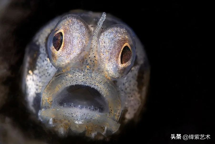 深海探秘海底最深处能看见什么,海底世界探索深海生物