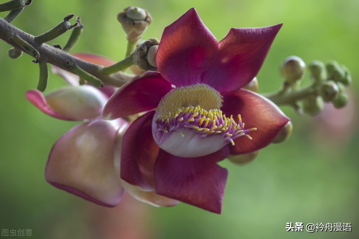 一花一世界一叶一菩提一人一众生,一花一世界一树一菩提一生爱一人
