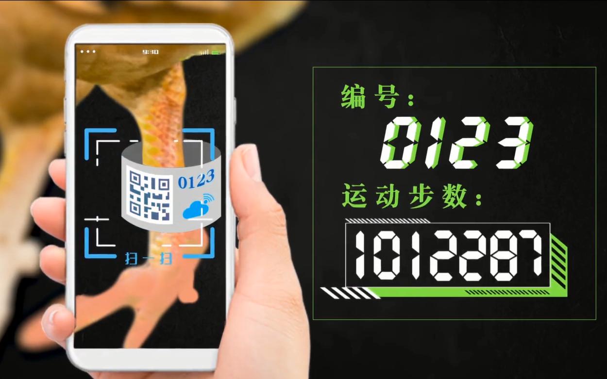 给鸡戴计步器跑满100万步,给鸡戴的计步器多少钱一个