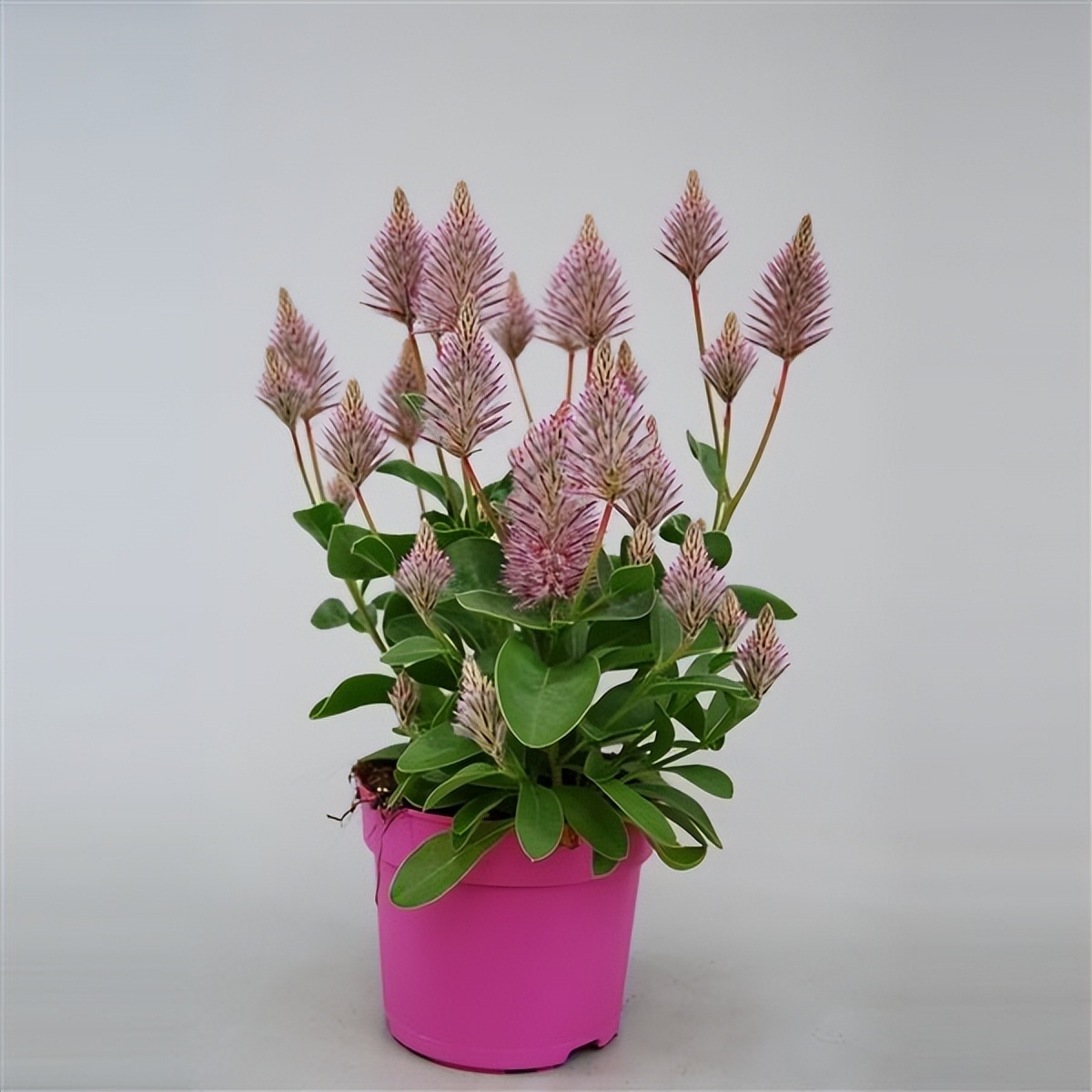 澳洲狐尾花一盆栽几棵,好养的狐尾巴植物