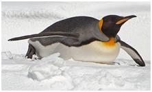 鸟类在分类学中统称为什么,鸟纲分类总表