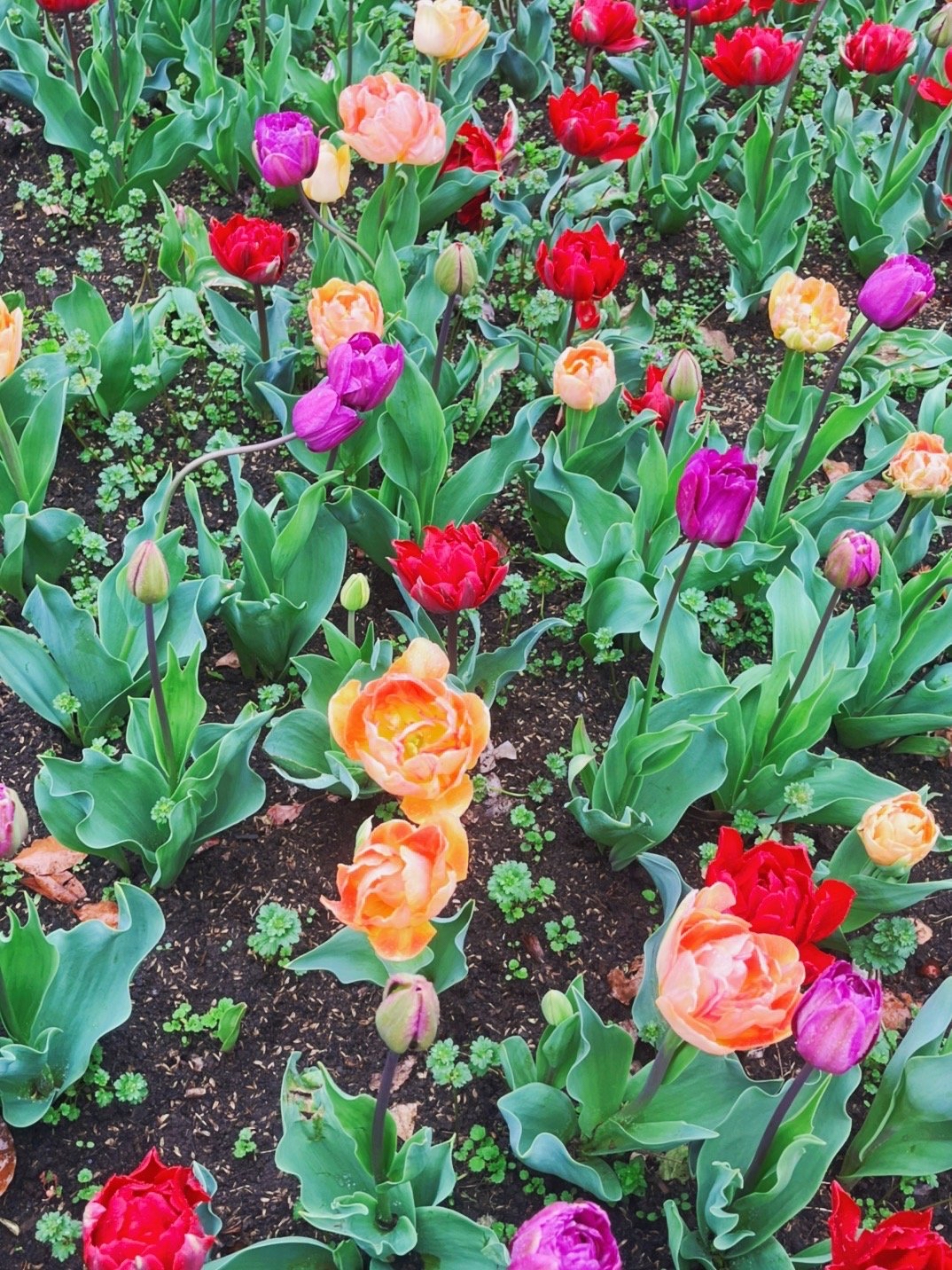 浦东鲜花港旅游景点攻略一日游,上海鲜花港旅游攻略
