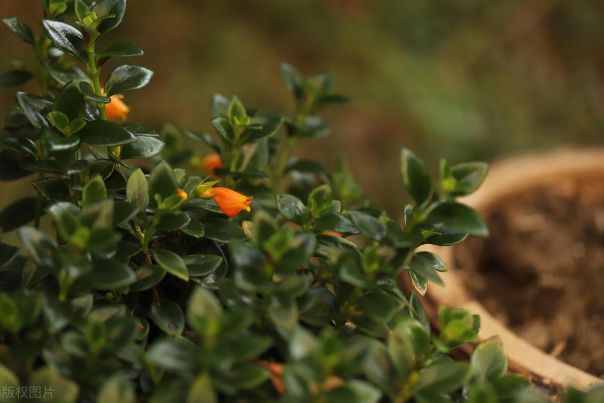 吊盆花我只推荐它，花朵像个小金鱼，有趣的人都爱养
