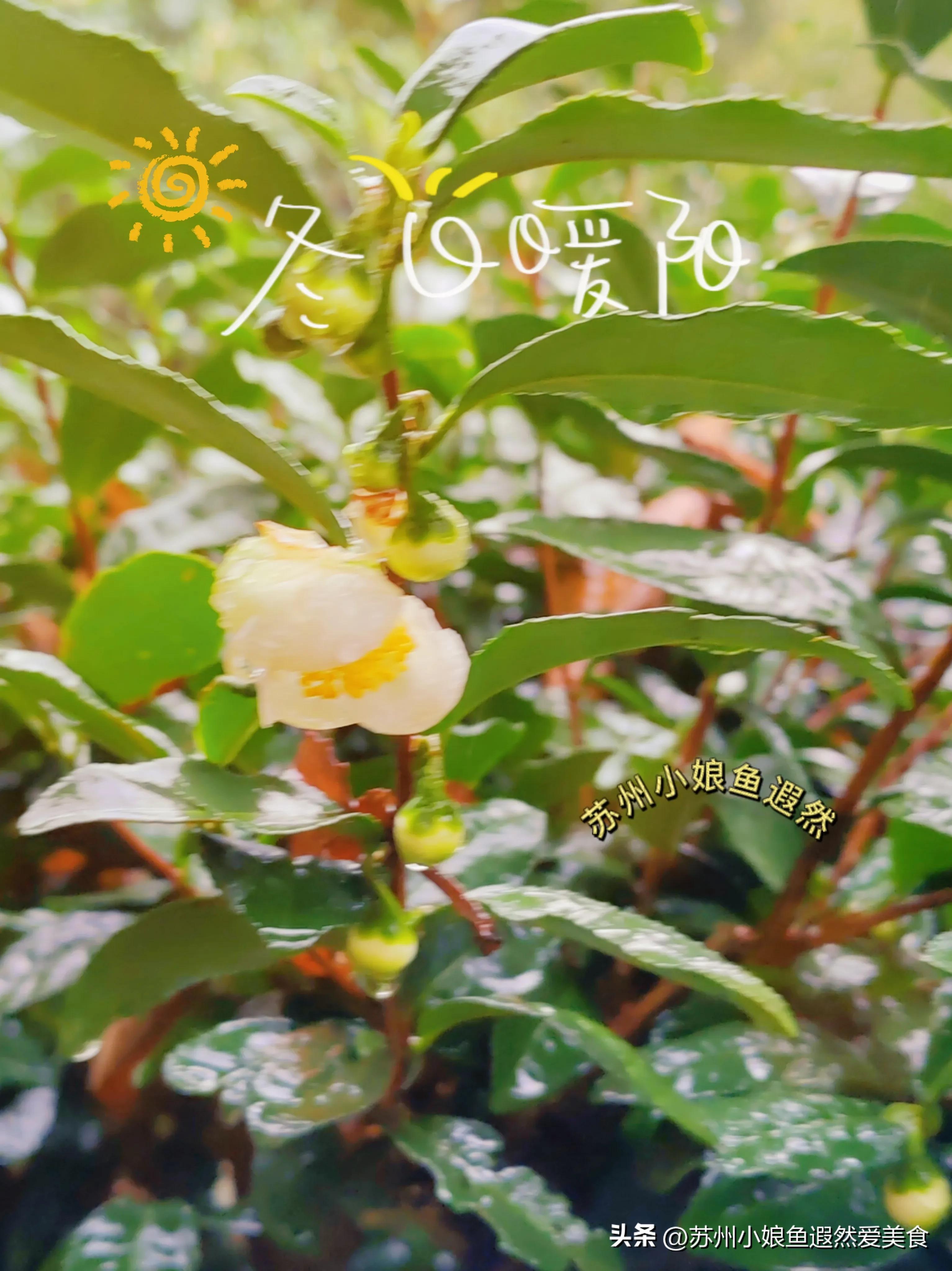 苏州古寨旅游攻略,苏州一日游攻略探索更好玩的景点