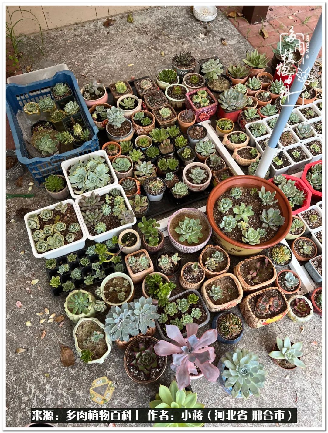 我与多肉植物之间的故事,我和多肉十二卷的故事100字