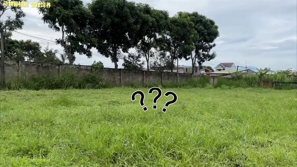 小猴子把牛弄丢了,小猴子贪玩引发悲剧