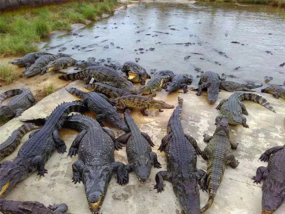 鳄鱼攻击人会攻击哪里,鳄鱼会不会主动袭击人