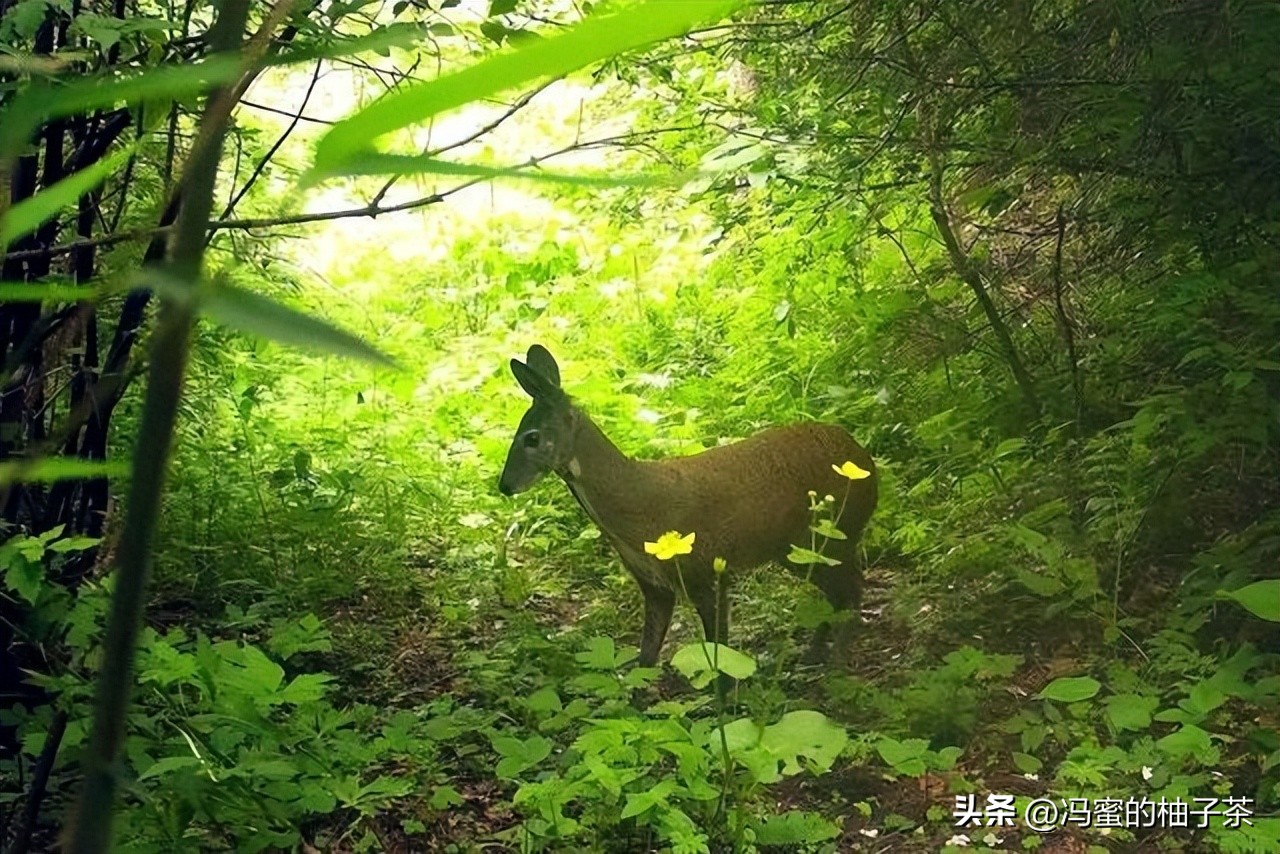 生物多样性的保险价值，在经济学框架中有何意义？