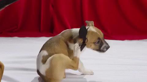 狗狗常见的9种疾病新手速看,狗狗生殖系统有哪些常见疾病