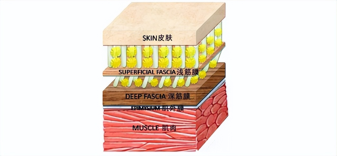 筋膜枪高端推荐,筋膜枪专业级推荐健身