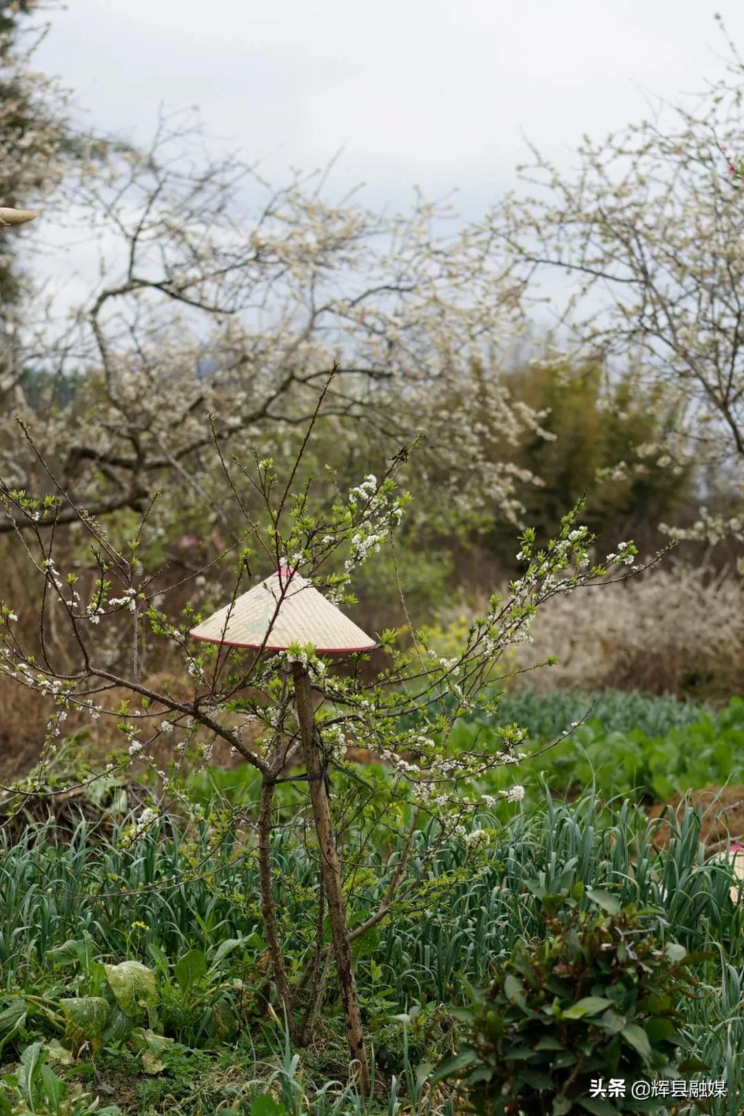 初七人日吃斋,初七人日吃生菜