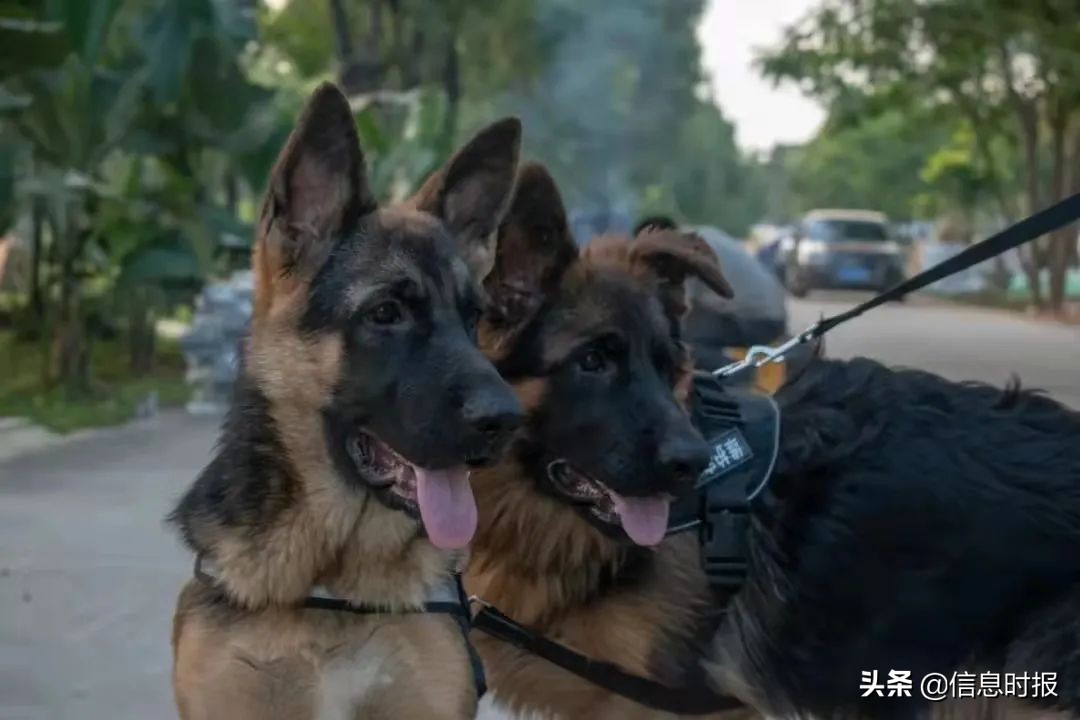 “咩咩”“嘎嘎”“哞哞”……广州多所学校“萌宠”出没