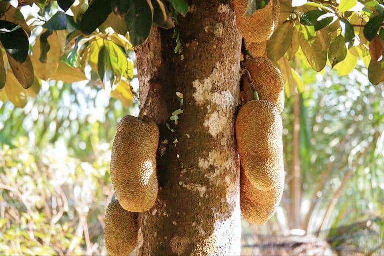 榴莲蜜是属于榴莲还是菠萝,榴莲蜜和榴莲的区别