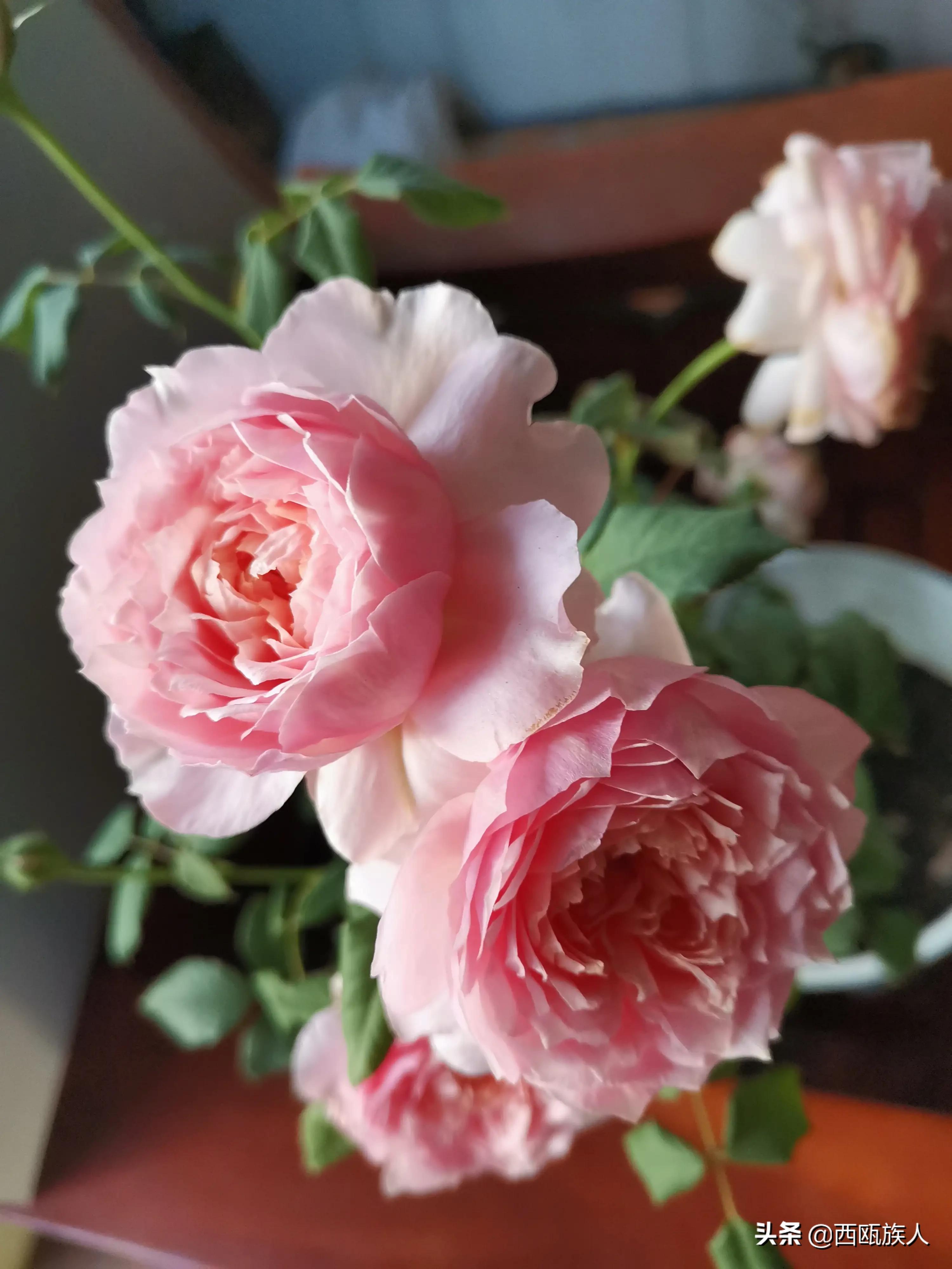 月季花最佳观赏时间,月季花鲜切花养护方法