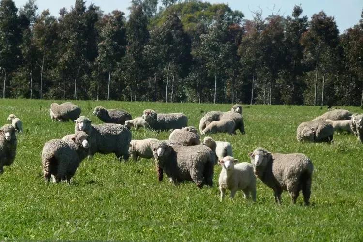 澳大利亚是大洋彼岸国家吗,澳洲历史上被遗忘的国家