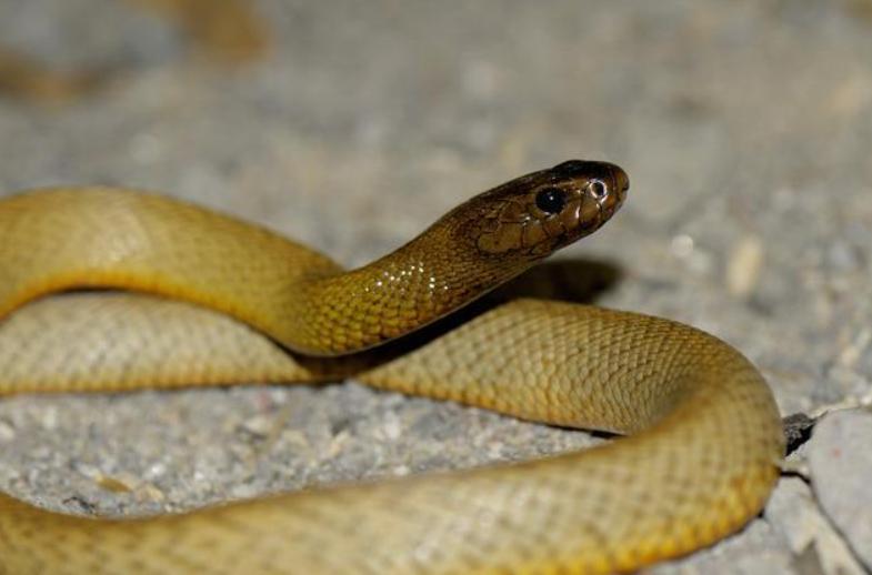 蛇类排名第一的图,蛇类十大排名