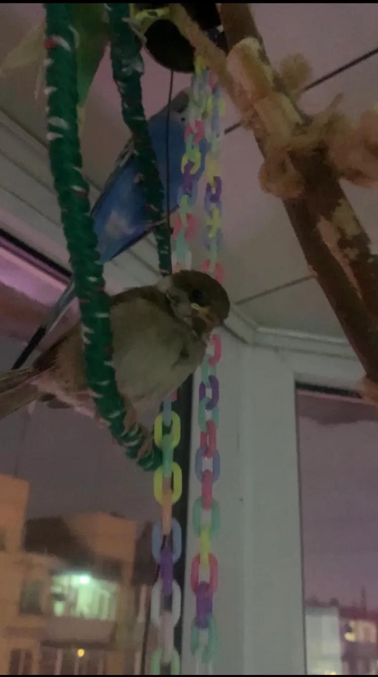 捡来的小麻雀能活吗,捡到一只小麻雀能不能放生