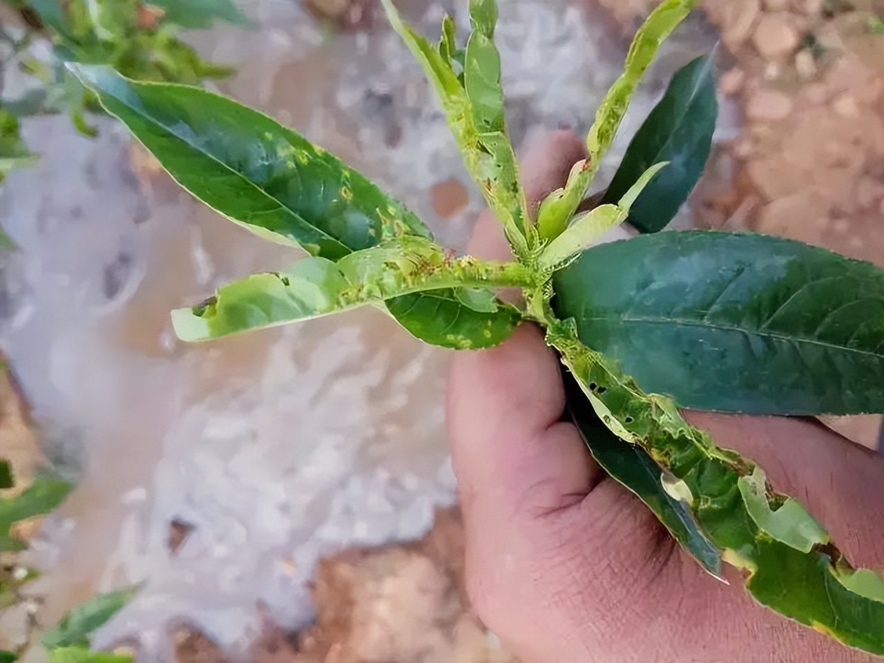 春季真柏盆景如何进行病虫害防治,不用防治的植物病害