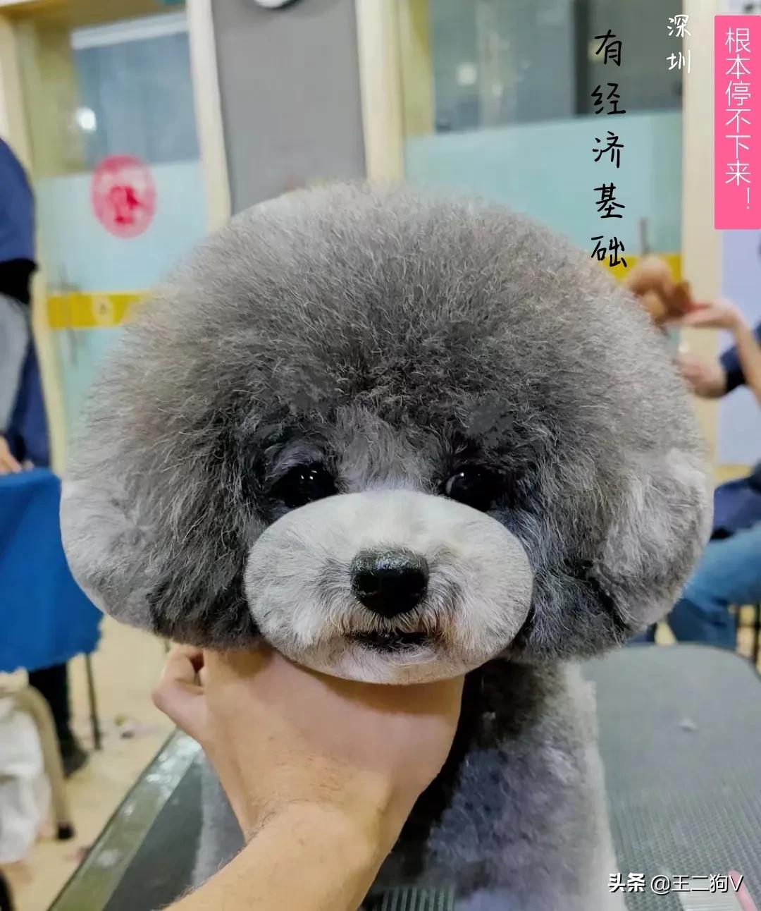 小卷毛留什么发型,顺毛儿童适合什么发型