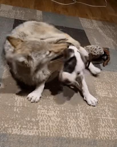 笑死！狗子天天往家里带狼，大叔从害怕到麻木，到最后来者是客