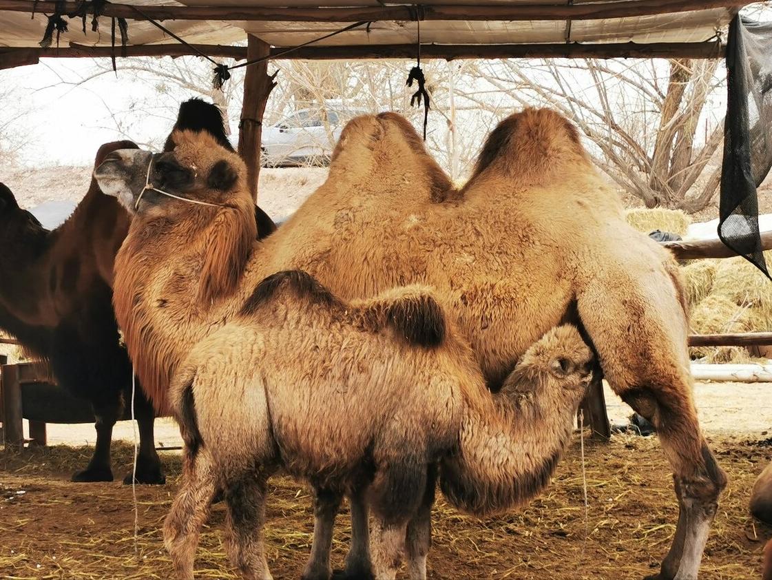 冬天天气寒冷要吃哪些食物暖身,冬季御寒多吃这六种食物