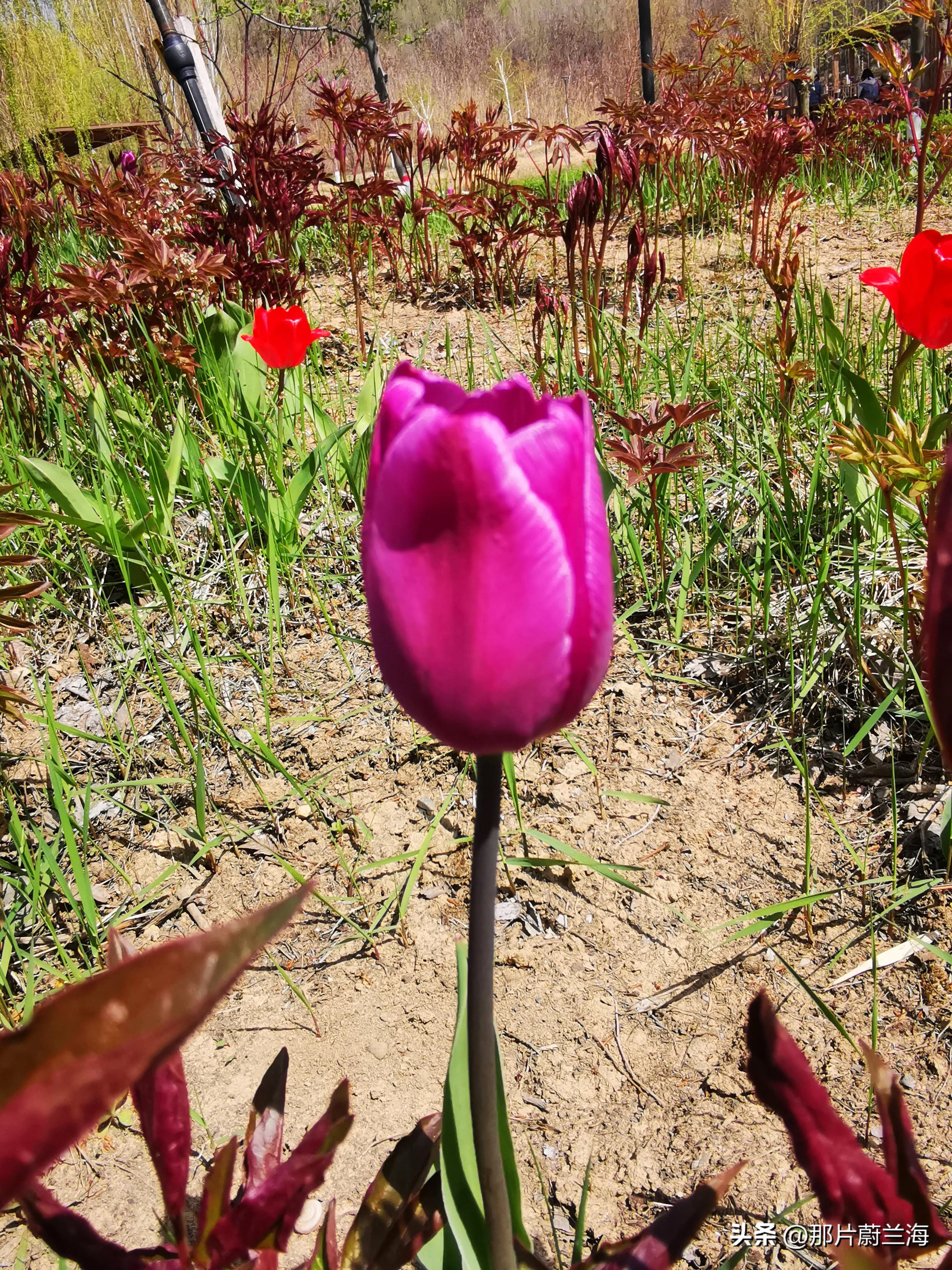 郁金香的花语最浪漫的,郁金香浪漫花语