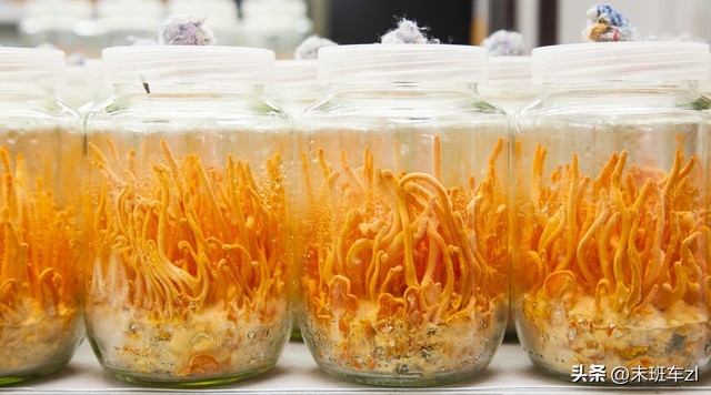 买冬虫夏草的骗局,冬虫夏草买卖要交税吗