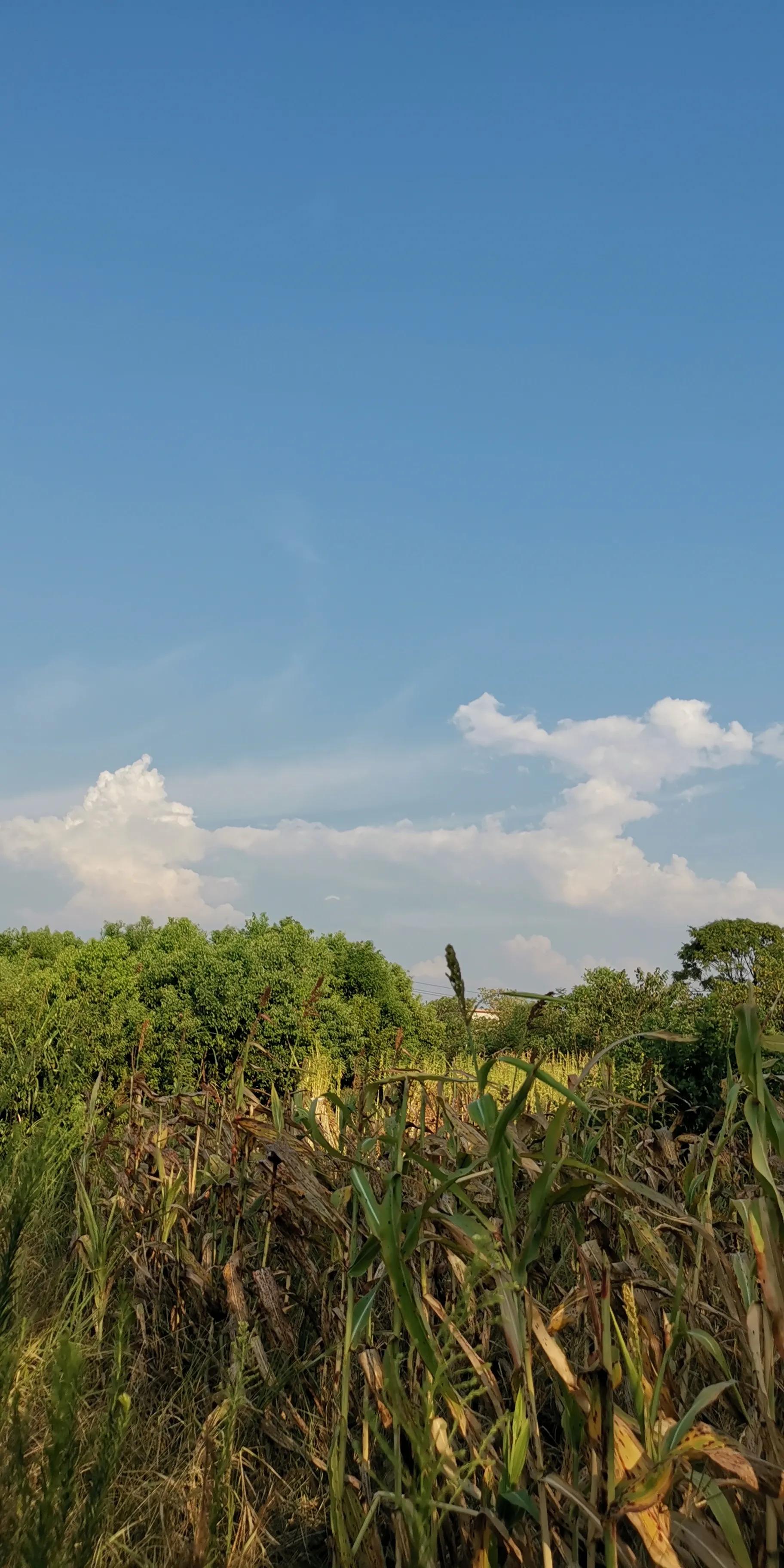 越战之超级巨蟒传说