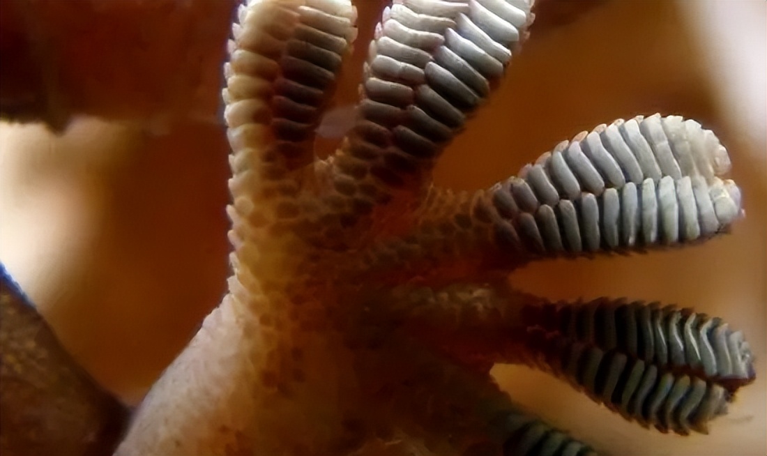 壁虎是益虫吗对人有伤害吗,壁虎毒性不大为什么列为五毒