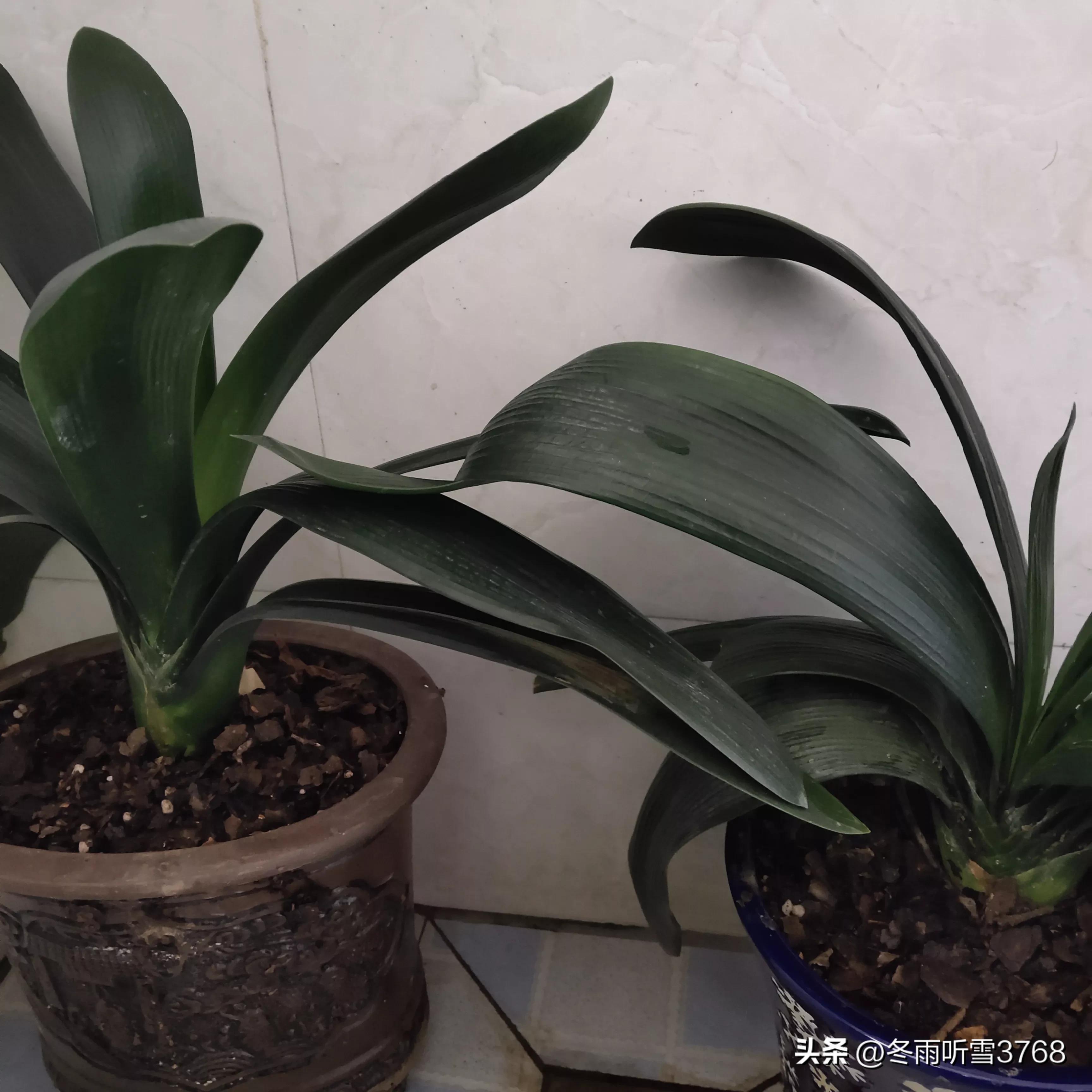 君子兰秋季换盆的最佳时间,现在是秋季君子兰换盆可以吗